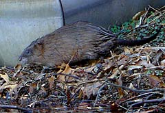 Muskrat at Pines Lake, NJ