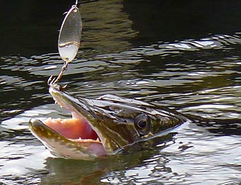 Northern Pike at Pines Lake Wayne NJ