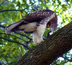 Red Tailed Hawk at Pines Lake, Wayne NJ