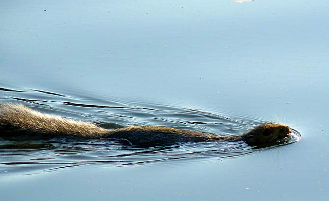 37SwimmingSquirrel