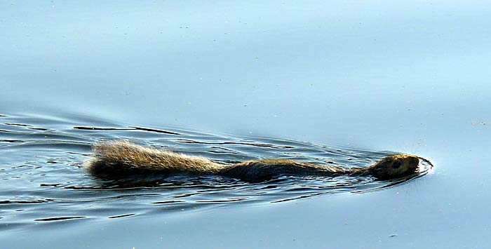 38SwimmingSquirrel