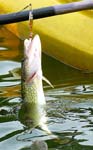 35ChainPickerel