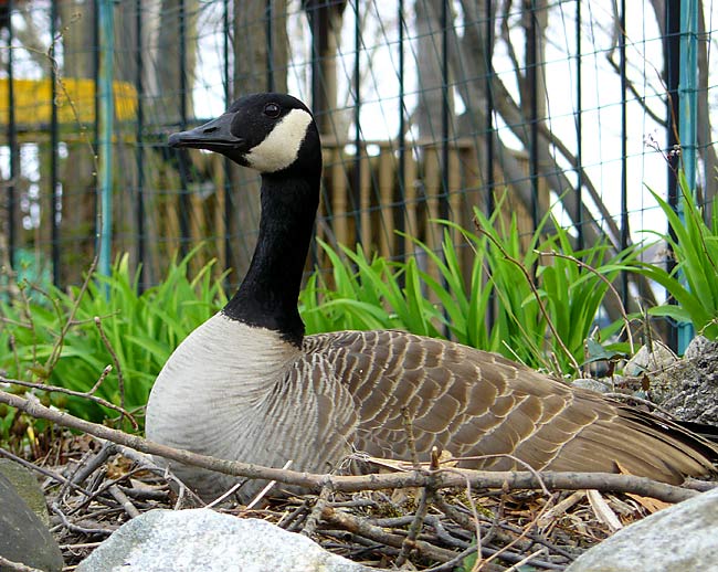 02HaycockBrookGoose