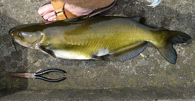 13ChannelCatfish24in