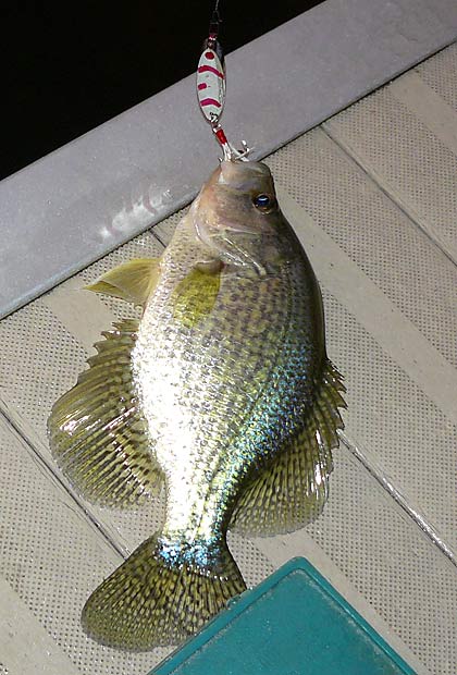 16Crappie