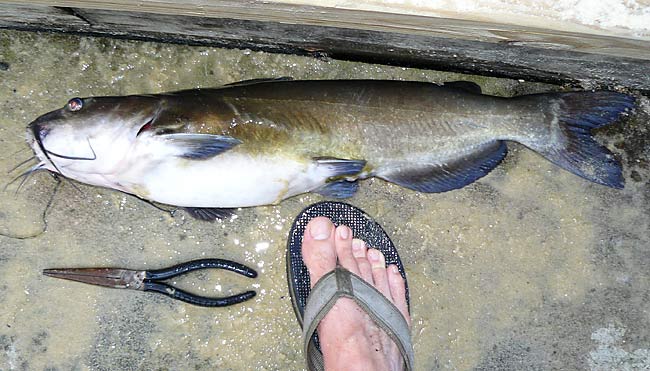 17ChannelCatfish23in