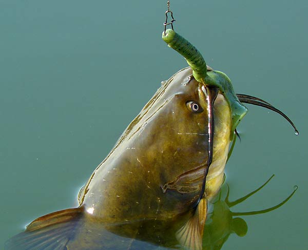 20ChannelCatfish