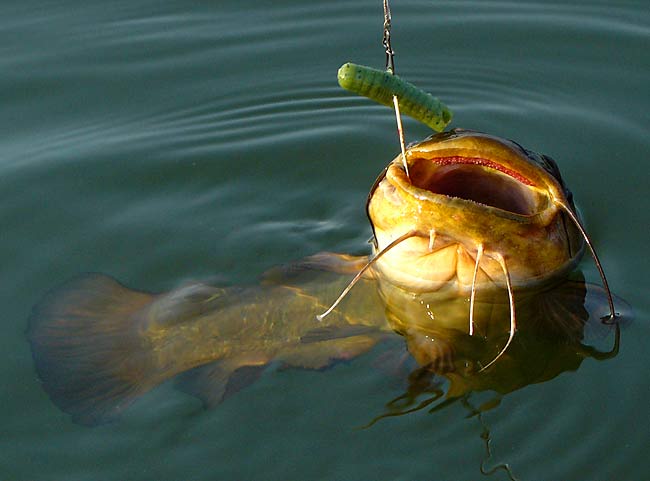 21ChannelCatfish