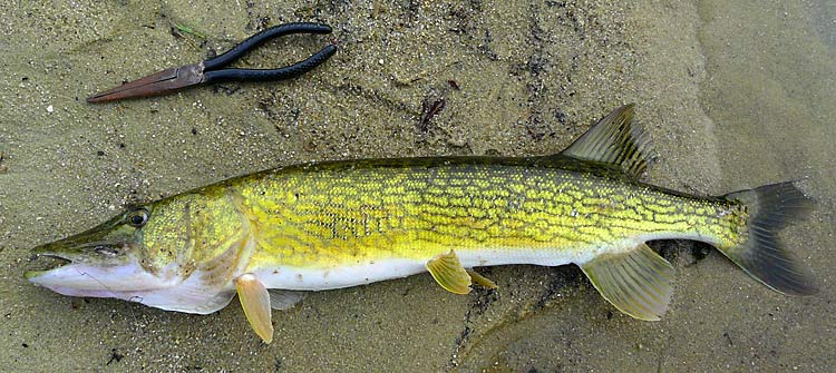 22ChainPickerel24in