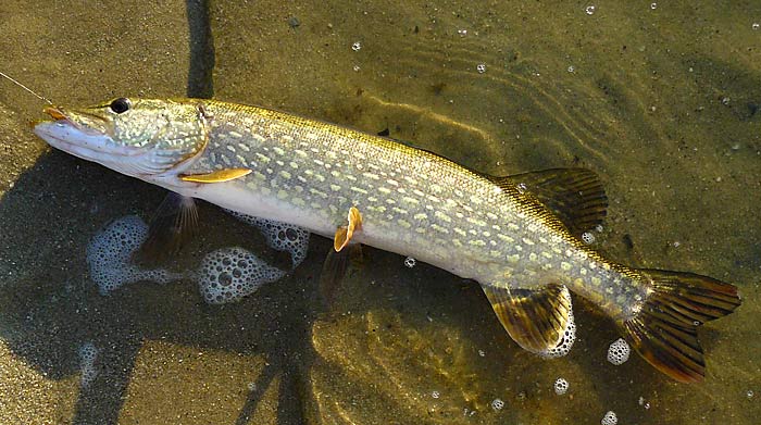 23NorthernPike24in