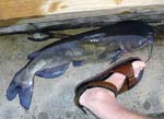 15ChannelCatfish24in