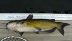 30ChannelCatfish7AndAHalfLb