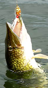 Chain Pickerel