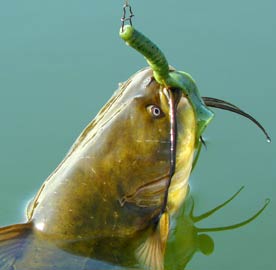 Pines Lake Channel Catfish