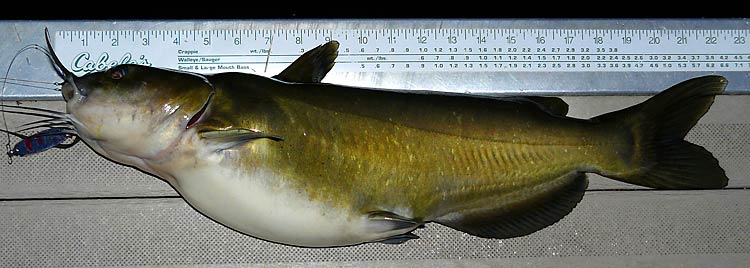 21ChannelCatfish