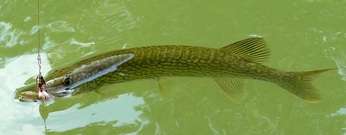 23ChainPickerel