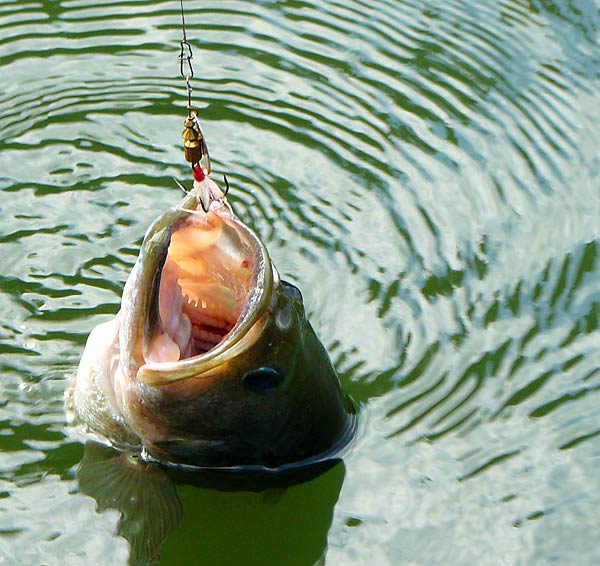 25LargemouthBass