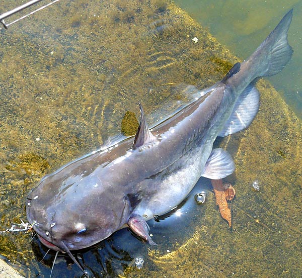 28ChannelCatfish