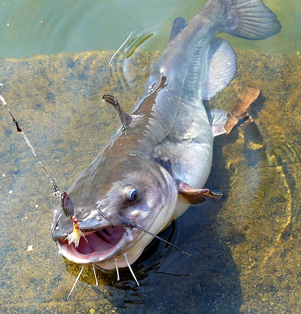 29ChannelCatfish