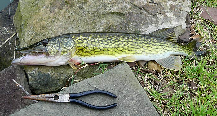 34ChainPickerel