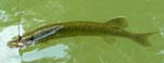 23ChainPickerel