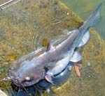 28ChannelCatfish