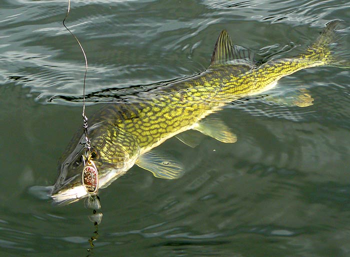 02ChainPickerel