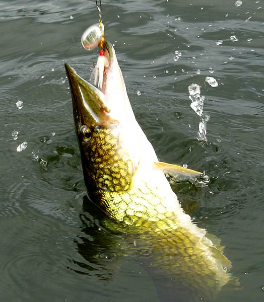 03ChainPickerel