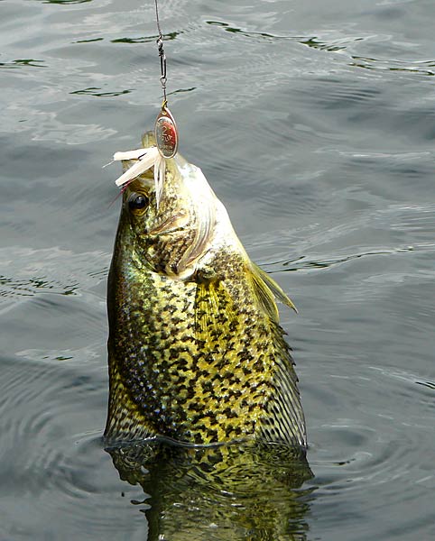 04Crappie