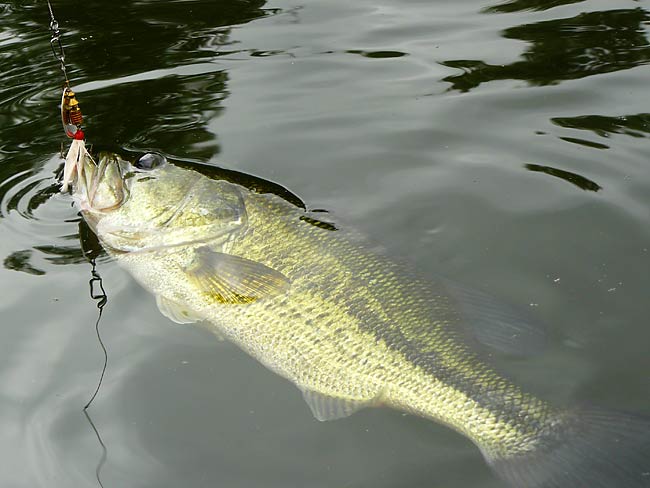 06LargeMouthBass