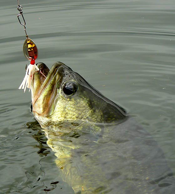 07LargeMouthBass