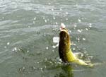 01ChainPickerel