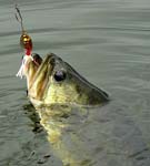 07LargeMouthBass