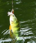 10YellowPerch