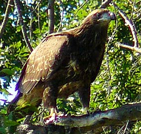 Bald Eagle at Pines Lake, NJ