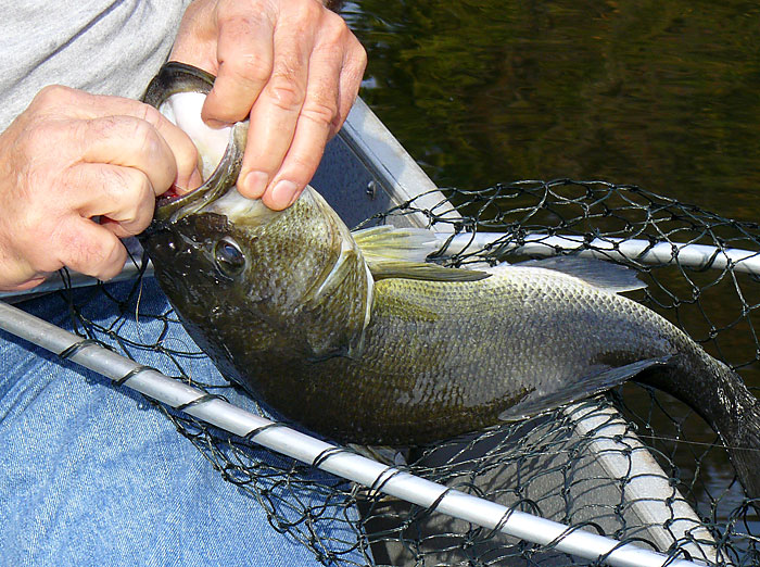 11LargemouthBass4_5lbs