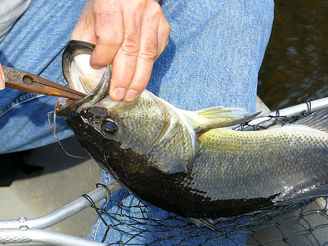 12LargemouthBass4_5lbs