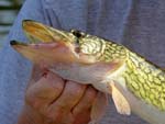 10ChainPickerel