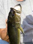 15LargemouthBass4_5lbs