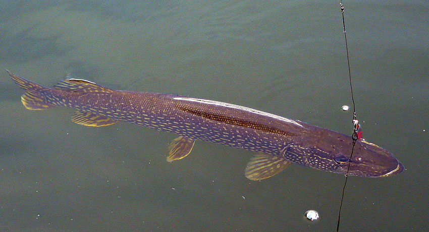 16NorthernPike