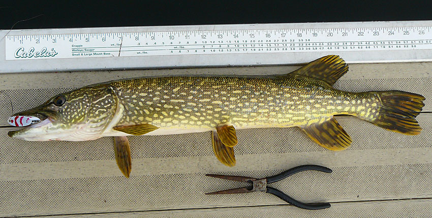 17NorthernPike25in