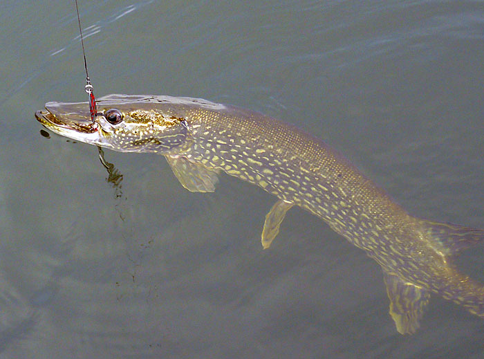 18NorthernPike