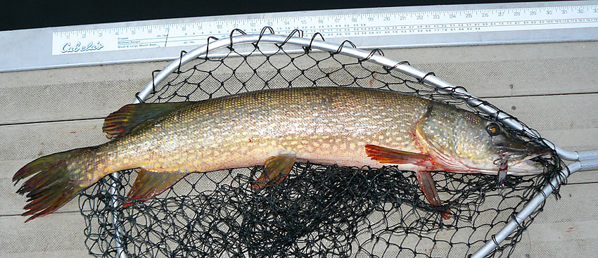 20NorthernPike33in