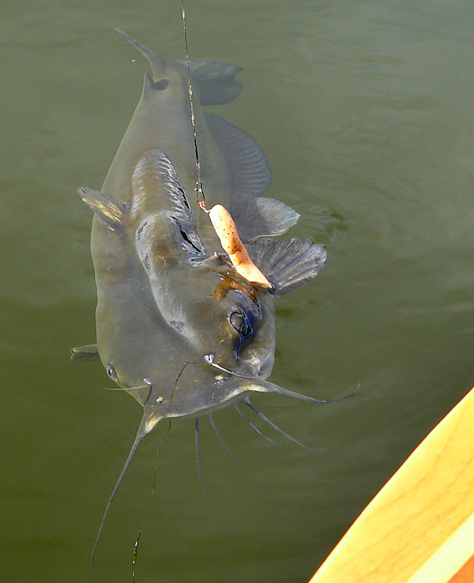 23ChannelCatfish