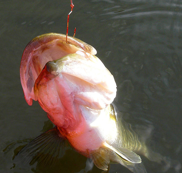 30LargemouthBass