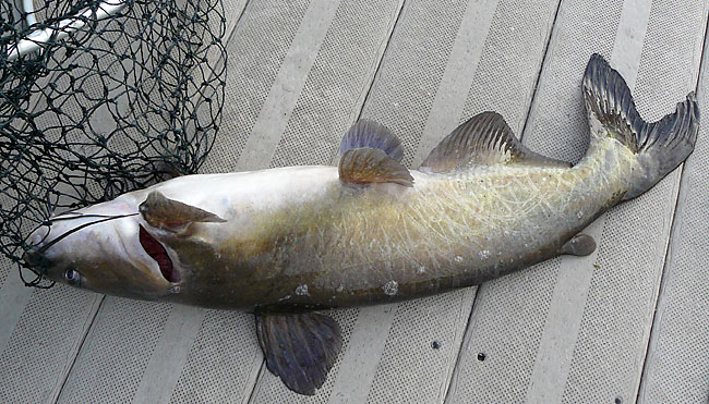 33ChannelCatfish