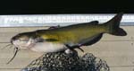 03ChannelCatfish25in