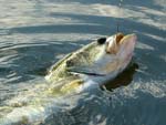 09LargemouthBass