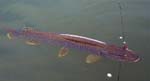 16NorthernPike