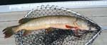 20NorthernPike33in
